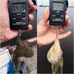 タコもまだもう少し