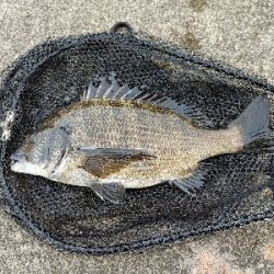 チヌ狙いでヘチ釣り