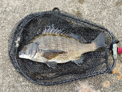 チヌ狙いでヘチ釣り