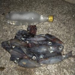 ケンサキイカ良好♪