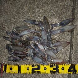 ケンサキイカ好調♪