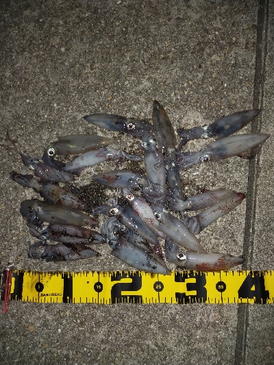 ケンサキイカ好調♪