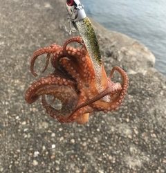 シーバス(チーバスのみ)ボイル！