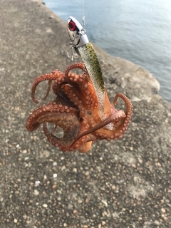 シーバス(チーバスのみ)ボイル！