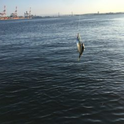 安定の朝イチ小鯖祭り。。