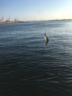 安定の朝イチ小鯖祭り。。