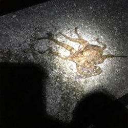 夜のベイト調査