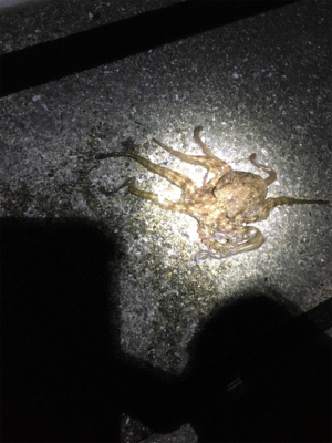 夜のベイト調査