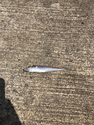 ちょい投げキス