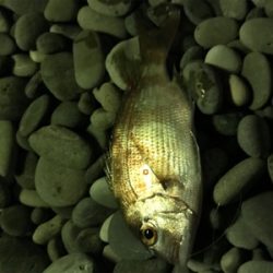 巨大キスを求めて尾鷲へ‼️