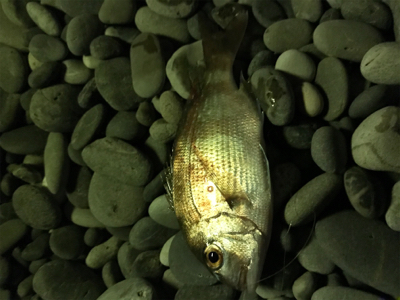 巨大キスを求めて尾鷲へ‼️