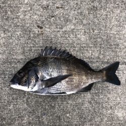 夏晴れの中エビ撒きへ