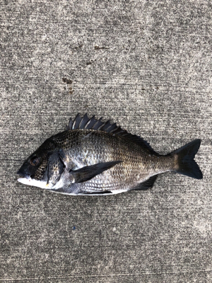 夏晴れの中エビ撒きへ