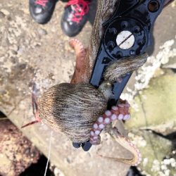 休日はタコより人が多い