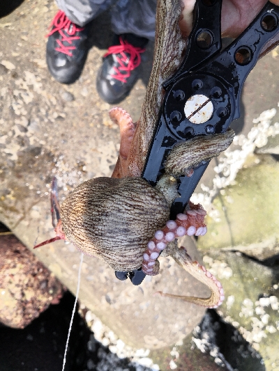 休日はタコより人が多い