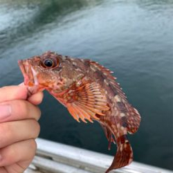 ガシリングになった