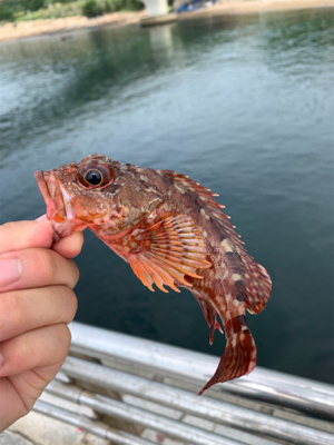 ガシリングになった