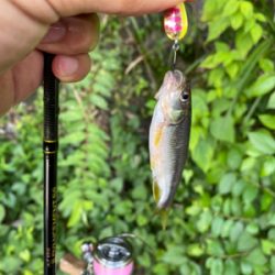 川魚をスプーンで釣る