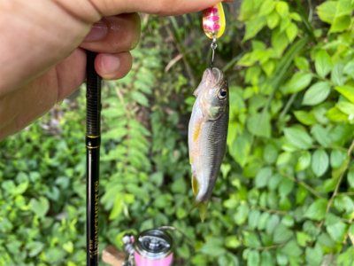 川魚をスプーンで釣る