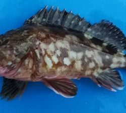 アジング不成立