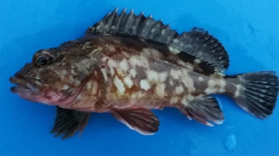 アジング不成立