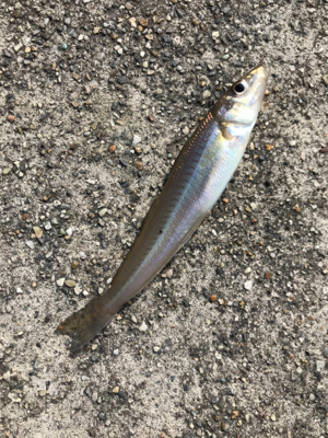 再びキスを求めて吉良へ‼️