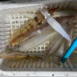 博多夜焚きイカメタル爆釣