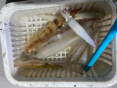 博多夜焚きイカメタル爆釣