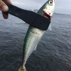 朝イチのタコ好調♪サバは遅めに回遊。。