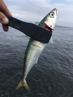 朝イチのタコ好調♪サバは遅めに回遊。。