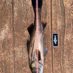 ナイトゲームしか?