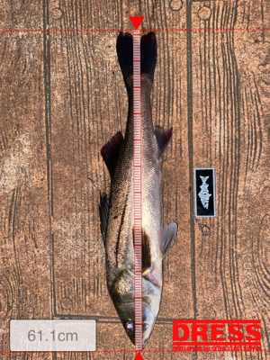 ナイトゲームしか?