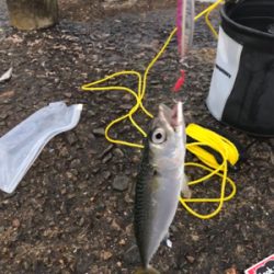 条件は整いました…。