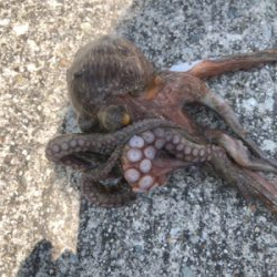 真夏のオクトパッシング