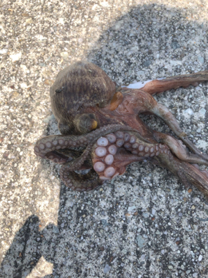 真夏のオクトパッシング