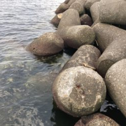 タコ調査12 終盤～