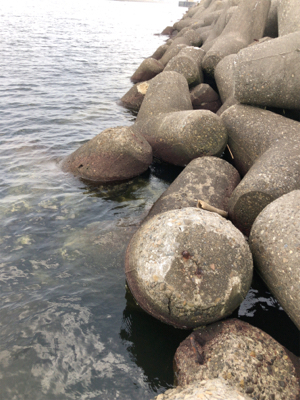 タコ調査12 終盤～