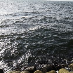 太刀魚調査は鯖祭り