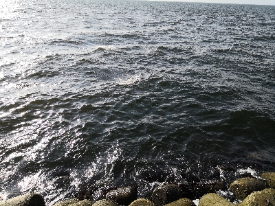 太刀魚調査は鯖祭り