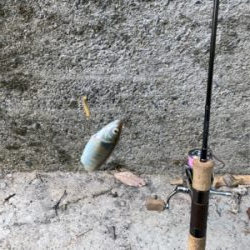 川魚 スプーン釣り