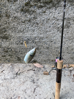 川魚 スプーン釣り