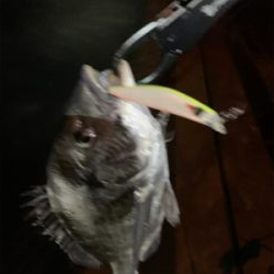 ナイトチニング