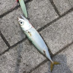 鯖、タコともに渋く。。。サビキ◎