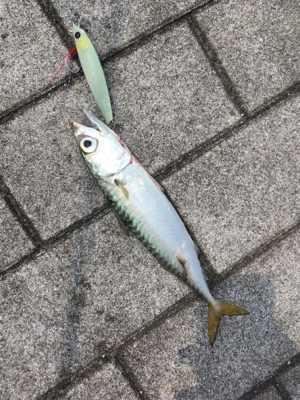 鯖、タコともに渋く。。。サビキ◎