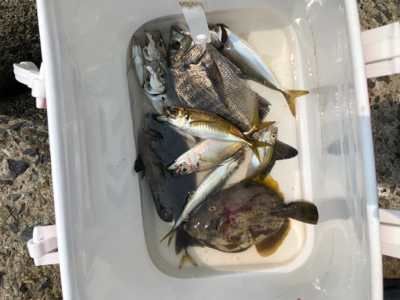 テトラでフカセ釣り