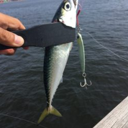 渋いながらも夏コスモ三目