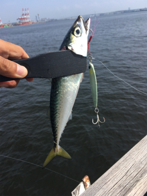 渋いながらも夏コスモ三目