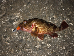 神戸沖波止でお祭り！