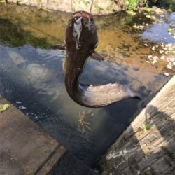 ナマズ釣り