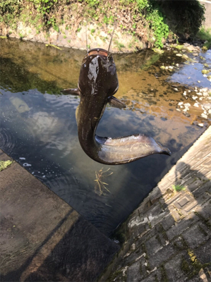 ナマズ釣り